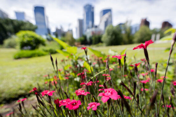 Bunch of purple flowers with blurred city skyline in the background, shot in Prince´ s Island Park, Calgary, Alberta, Canada