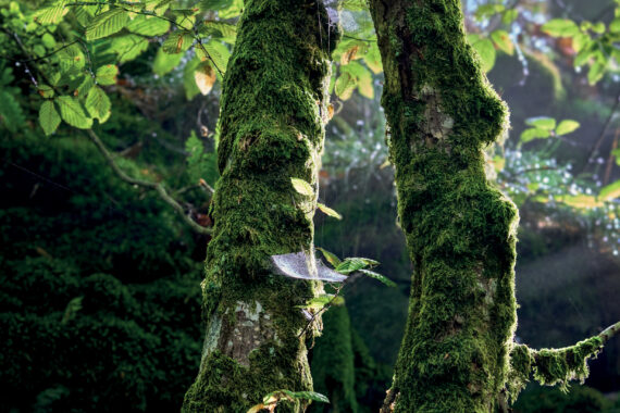Forest_GettyImages-1985684554_16-9
