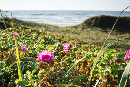 Nature-based coastal protection.jpg