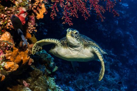 Green sea turtle